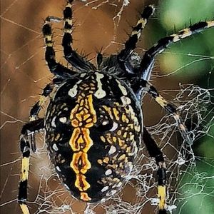 Meet your Posher, Ada